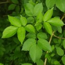 Sambucus nigra L.Sambucus nigra L.