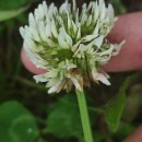 Trifolium repens L.Trifolium repens L.