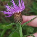 Centaurea nigra L. subsp. rivularis (Brot.) Cout.Centaurea nigra L. subsp. rivularis (Brot.) Cout.