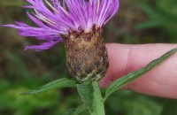 Centaurea nigra L. subsp. rivularis (Brot.) Cout.Centaurea nigra L. subsp. rivularis (Brot.) Cout.