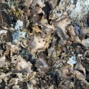 Umbilicaria spodochroa Ehrh. ex Hoffm. 1796Umbilicaria spodochroa Ehrh. ex Hoffm. 1796