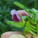 Vicia sativa L. subsp. cordata (Wulfen ex Hoppe) Batt.Vicia sativa L. subsp. cordata (Wulfen ex Hoppe) Batt.