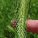 Hordeum murinum L. subsp. leporinum (Link) Arcang.Hordeum murinum L. subsp. leporinum (Link) Arcang.