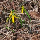 Narcissus cyclamineus DC.Narcissus cyclamineus DC.