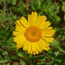 Coleostephus myconis (L.) Reichenb. fil.Coleostephus myconis (L.) Reichenb. fil.