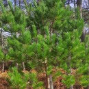 Pinus radiata D. DonPinus radiata D. Don