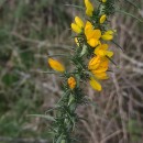 Ulex gallii Planch. subsp. galliiUlex gallii Planch. subsp. gallii