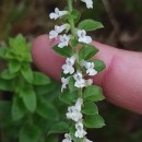 Anarrhinum duriminium (Brot.) Pers.Anarrhinum duriminium (Brot.) Pers.