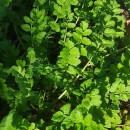 Erodium moschatum (L.) L’Her.Erodium moschatum (L.) L’Her.