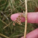 Juncus effusus L.Juncus effusus L.