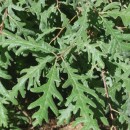 Quercus pyrenaica Willd.Quercus pyrenaica Willd.