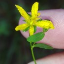 Hypericum linariifolium VahlHypericum linariifolium Vahl