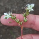 Sedum arenarium Brot.Sedum arenarium Brot.