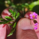 Geranium purpureum Vill.Geranium purpureum Vill.