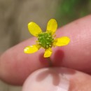 Ranunculus muricatus L.Ranunculus muricatus L.