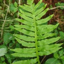 Polypodium cambricum L.Polypodium cambricum L.