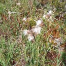 Eriophorum angustifolium Honck.Eriophorum angustifolium Honck.