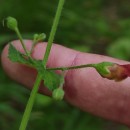 Scrophularia scorodonia L.Scrophularia scorodonia L.