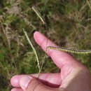 Paspalum dilatatum Poir.Paspalum dilatatum Poir.