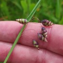 Briza maxima L.Briza maxima L.