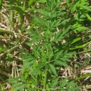 Silphiodaucus prutenicus (L.) Spalik, Wojew., Banasiak, Piwczyñski & Reduron subsp. dufourianus (Rouy & E.G.Camus) ReduronSilphiodaucus prutenicus (L.) Spalik, Wojew., Banasiak, Piwczyñski & Reduron subsp. dufourianus (Rouy & E.G.Camus) Reduron