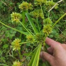 Cyperus eragrostis Lam.Cyperus eragrostis Lam.