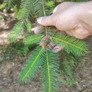 Pseudotsuga menziesii (Mirb.) FrancoPseudotsuga menziesii (Mirb.) Franco