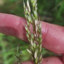 Arrhenatherum elatius (L.) Beauv. ex J. & C. PreslArrhenatherum elatius (L.) Beauv. ex J. & C. Presl