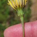 Leontodon saxatilis Lam.Leontodon saxatilis Lam.