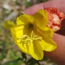 Oenothera biennis L.Oenothera biennis L.
