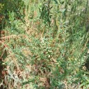 Genista berberidea LangeGenista berberidea Lange