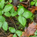 Fragaria vesca L.Fragaria vesca L.