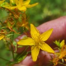 Hypericum perforatum L. subsp. perforatumHypericum perforatum L. subsp. perforatum