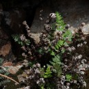 Paragymnopteris marantae (L.) K.H. ShingParagymnopteris marantae (L.) K.H. Shing