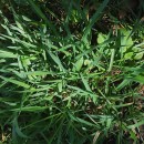 Anthoxanthum amarum Brot.Anthoxanthum amarum Brot.