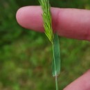 Anthoxanthum odoratum L.Anthoxanthum odoratum L.