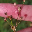 Juncus bulbosus L.Juncus bulbosus L.