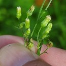 Erigeron floribundus (Kunth) Sch.Bip.Erigeron floribundus (Kunth) Sch.Bip.