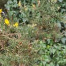 Ulex europaeus L. subsp. latebracteatus (Mariz) Rothm.Ulex europaeus L. subsp. latebracteatus (Mariz) Rothm.