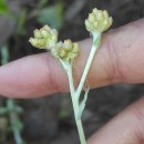 Helichrysum luteoalbum (L.) Rchb.Helichrysum luteoalbum (L.) Rchb.