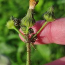 Sonchus asper (L.) HillSonchus asper (L.) Hill