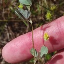 Trifolium dubium Sibth.Trifolium dubium Sibth.