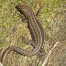 Podarcis bocagei (Seoane, 1884)Podarcis bocagei (Seoane, 1884)