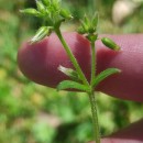 Cerastium glomeratum Thuill.Cerastium glomeratum Thuill.