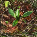 Arnica montana L. subsp. atlantica A. BolòsArnica montana L. subsp. atlantica A. Bolòs
