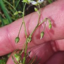 Spergula arvensis L.Spergula arvensis L.