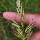 Helictochloa marginata (Lowe) Romero ZarcoHelictochloa marginata (Lowe) Romero Zarco