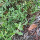 Halimium lasianthum (Lam.) Spach subsp. alyssoides (Lam.) GreuterHalimium lasianthum (Lam.) Spach subsp. alyssoides (Lam.) Greuter