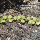 Lysimachia tenella L.Lysimachia tenella L.