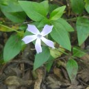Vinca difformis Pourr.Vinca difformis Pourr.
